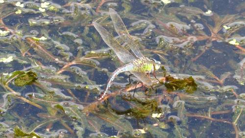 Anax imperator